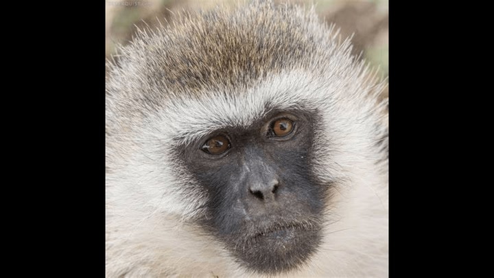 Vervet Chase