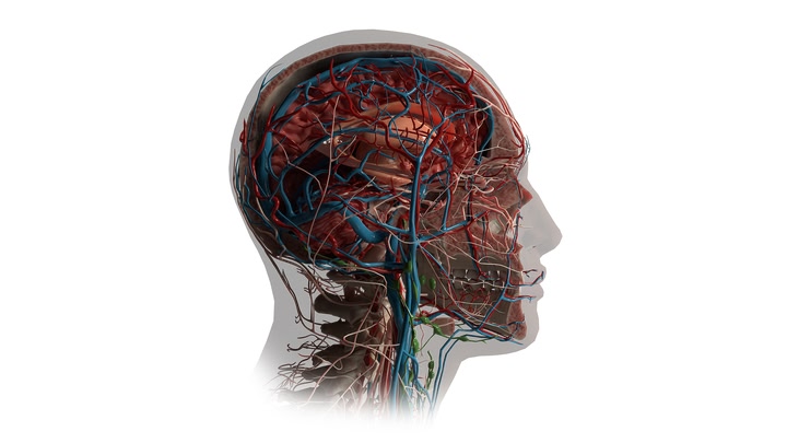 AnatomyX