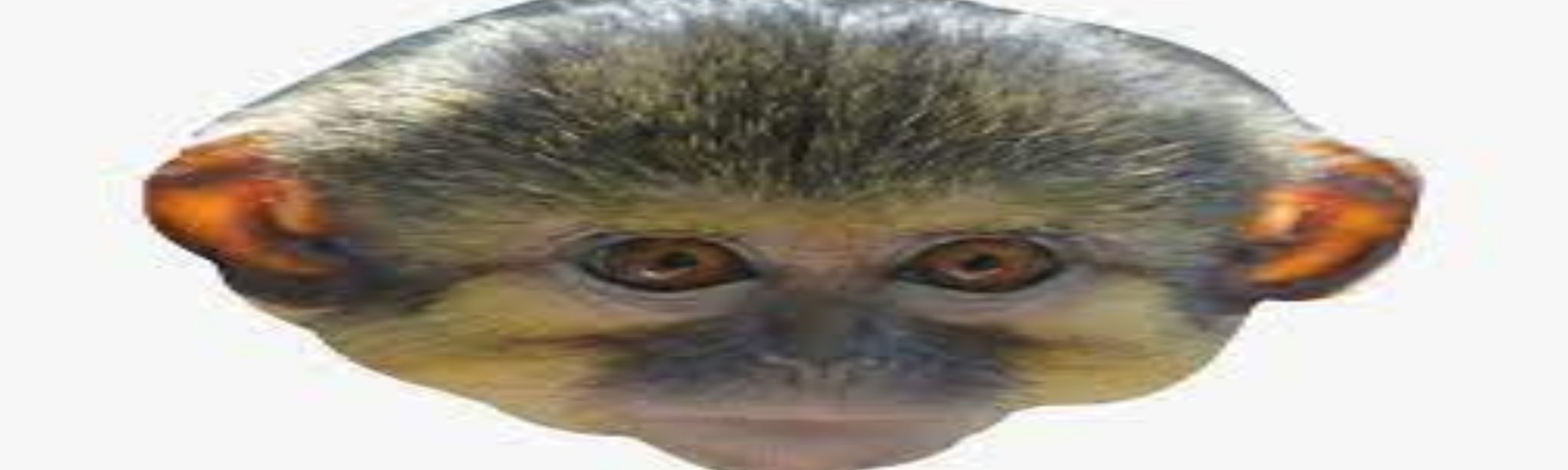 Monkey Fun Game!