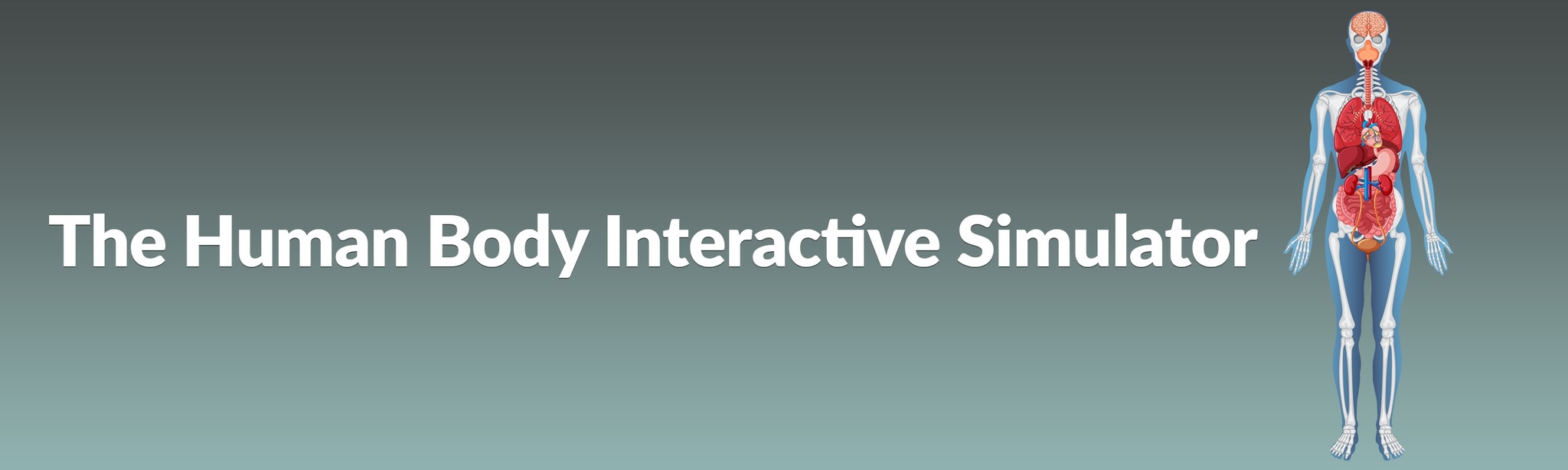 The Human Body Interactive Simulator