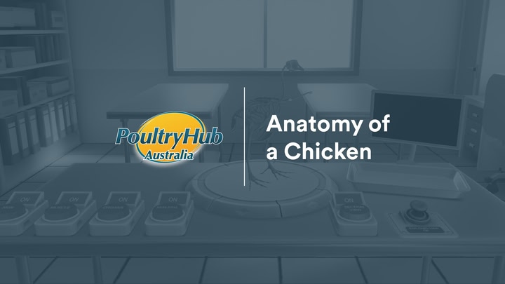 Anatomy of a Chicken