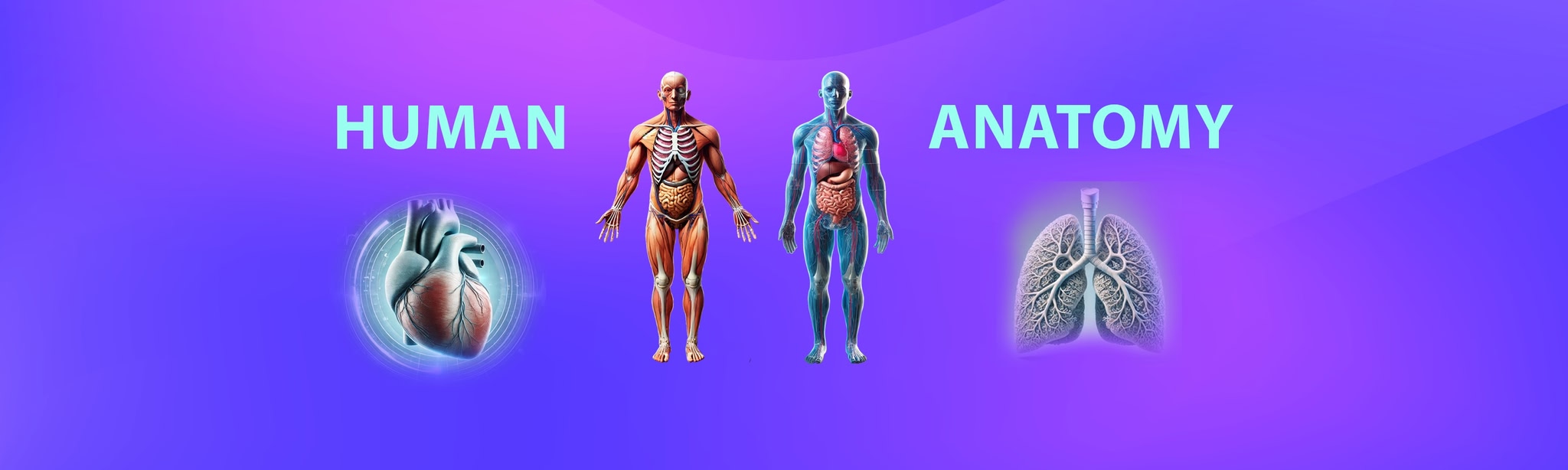 Human Anatomy Male