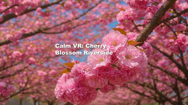 Calm VR: Cherry Blossom Riverside