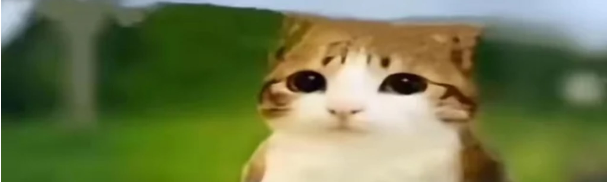 Meowl