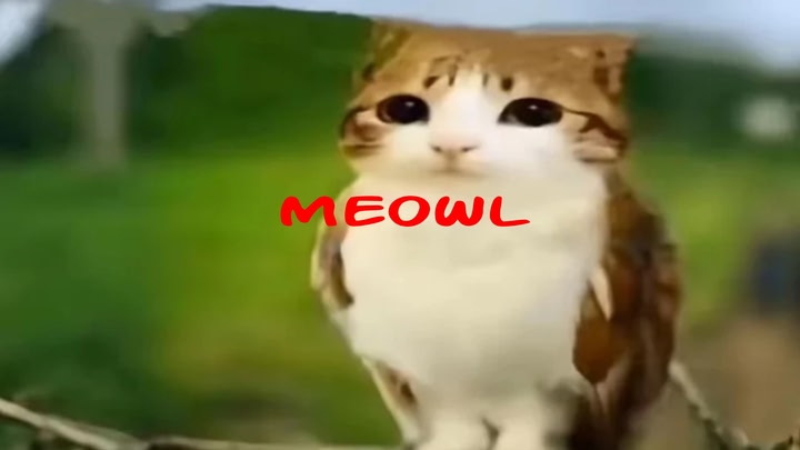 Meowl