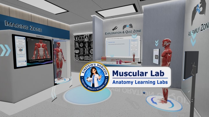 Anatomy Learning Labs: Muscular Lab