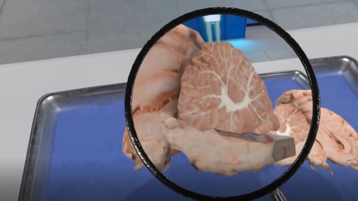 Dissection Simulator: Mammalian Organ Pack