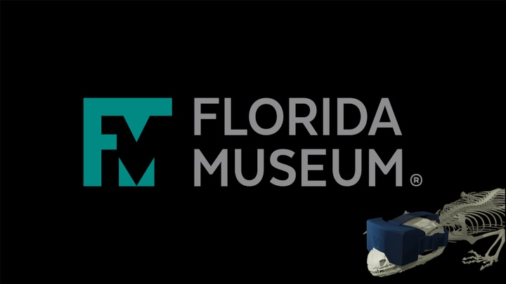 Florida Museum Alligator Collection