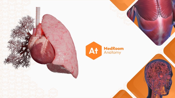 MedRoom Anatomy