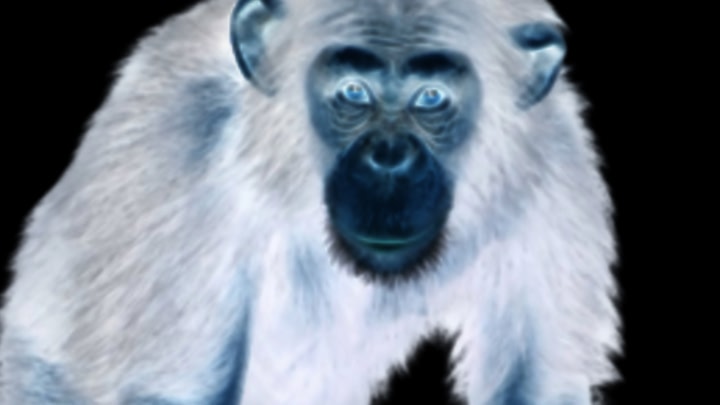 Monkey City