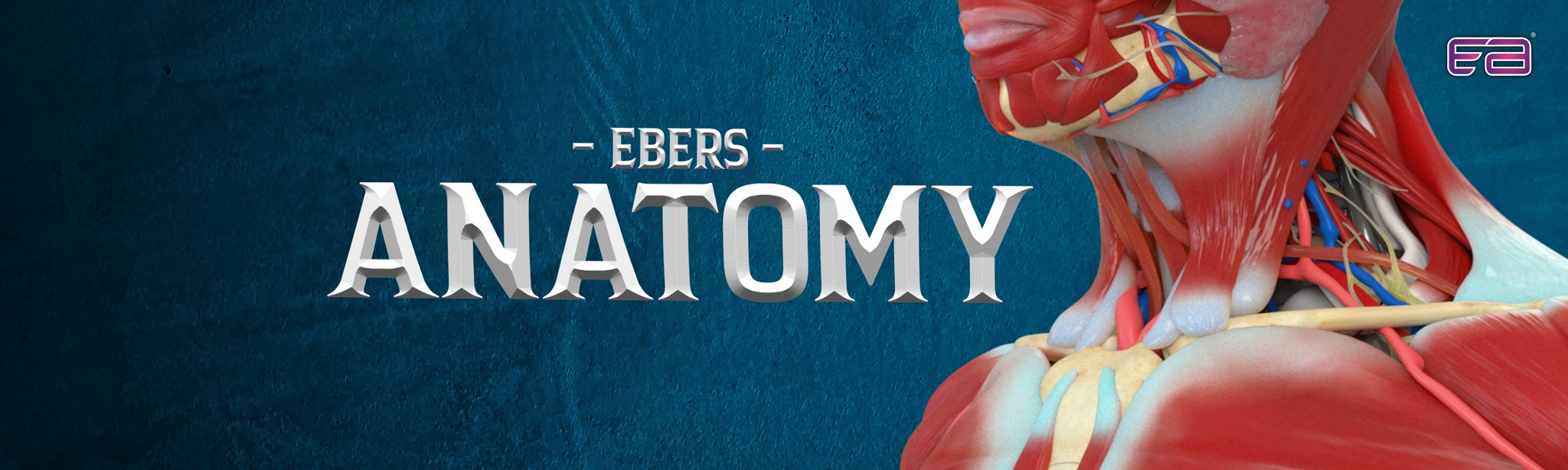 Ebers Anatomy