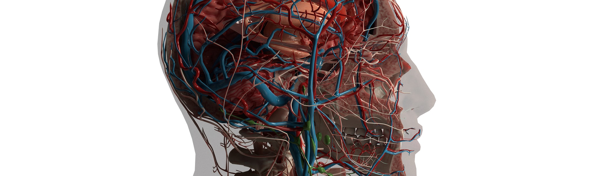 AnatomyX